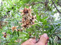 Image result for Loxostylis