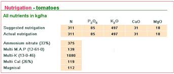 Tomato Fertilizer Recommendations Haifa Group