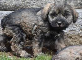 Well known for its plentiful population of white tail deer (state animal) in the appalachian mountains, pa is a state that still has its share of wilderness. Schnoodle Puppies For Sale In Pa Happy Valentines Day Happyvalentinesday2016i
