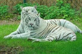 Maybe you would like to learn more about one of these? White Tiger Animal Facts Panthera Tigris Tigris Az Animals