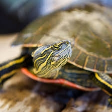When they were in the egg, that yolk sack was their food, and it will continue to be their food. Should You Keep A Wild Turtle