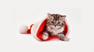 Schattige dieren geïsoleerd op een witte achtergrond. Hd Wallpapers Kerst Achtergronden Met Dieren