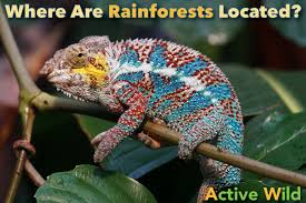 True rainforests are typically found between 10 degrees north and south of the equator (see map); Where Are Rainforests Located List Maps Pictures Facts