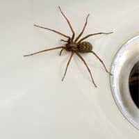 The spider was added in version 1.5 of the game. Common House Spiders In Hartford Ct