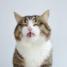 1920x1080 1920x1080 cats and macbook desktop pc and mac wallpaper. Meet Rexie The Cat King Of Bleps And Tongue Tricks