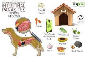How To Deworm A Dog Home Remedies Http Pets Ok Com How To Deworm A Dog Home Remedies Dogs 5731 Html Worms In Dogs Dog Remedies Deworming Dogs