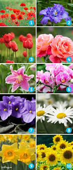 Birth Month Flower Chart Find Out What Your Birth Month Flower Reveals About You Birth Month Flowers Flowers Flower Pots