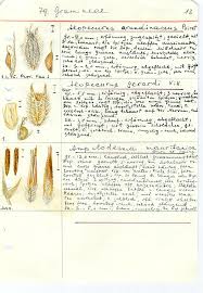 Image result for Aristida scabrivalvis