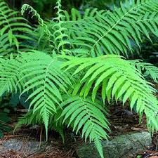 Thelypteris Kunthii Southern Wood Fern Is One Of My Favorites Beautiful Fountain Shape More Upright Than It Look Shade Plants Wood Fern Southern Garden