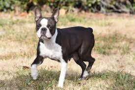 While simon doesn't look the most like a french bulldog or a boston terrier, but he makes up for it with personality! Boston Terrier Puppies For Sale Texas Vp Ranch