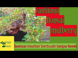 Bonsai Murbei Yg Berbuah Sepanjang Tahun By Vie Channel