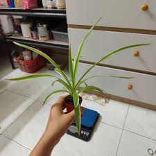 Image result for Chlorophytum subpetiolatum