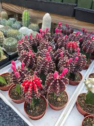 Image result for Orbea knobelii