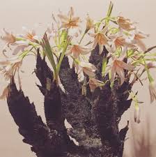 Image result for Xerophyta argentea