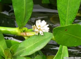 全てのサイト tube8 xvideos pornhost pornhub xhamster spankwire empflix fc2動画. ãƒŠã‚¬ã‚¨ãƒ„ãƒ«ãƒŽã‚²ã‚¤ãƒˆã‚¦ Alternanthera Philoxeroides