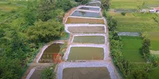 Menurut ahli pembuat kolam ikan hias dan taman, usup supriatna, sisa lahan 2 x 3 meter saja sudah bisa dibuat kolam hias. Budi Daya Ikan Di Kolam 1 Hektare Pria Asal Sleman Ini Ungkap Rahasia Beternak Koi Merdeka Com