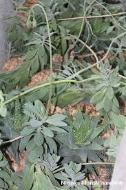 Image result for Kleinia grantii