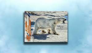 New york mets (majors) born: Pete Alonso Turned Into Polar Bear On 2020 Topps Baseball Card