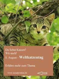 Stubentiger transportieren so fährt ihre katze sicher im auto mit. Weltkatzentag Welt Katzen Tag Katzen Geliebte Katze
