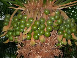 Image result for Cycas thouarsii