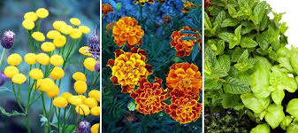 10 huiles essentielles contre la toux. Plante Anti Mouche La Liste Des 20 Plantes Les Plus Efficaces