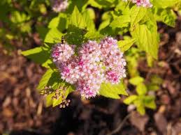 Image result for spirea japonica gold princess