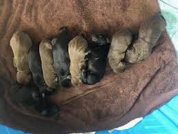 Akc yellow & white labrador puppies. Akc Lab Puppies Oregon Combined Marketplace