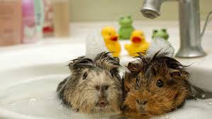 Pin On Guinea Pig