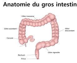 Le côlon et ses maladies. Colon Definition Anatomie Schema