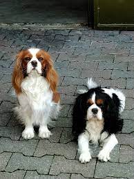 Non è che i cani da appartamento debbano uscire solo quei cinque minuti per la pipì e per la cacchina. Cuccioli Vaccinati Cavalier King A Mantova Gli Aristocani E Les Petits Princes