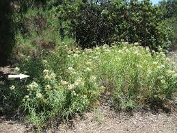 Mother Nature S Backyard A Water Wise Garden Plant Of The Month July Narrowleaf Milkweed Asclepias Fascicularis