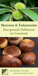 Maronen Und Esskastanien Eine Gesunde Delikatesse Esskastanien Kastanien Rezept Kastanien Zubereiten