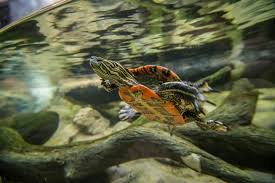 The average painted turtle grows to be between four and ten inches long with males being smaller than the females. Western Painted Turtle Oregon Zoo