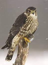 merlin falco columbarius birds of prey raptors bird pet birds