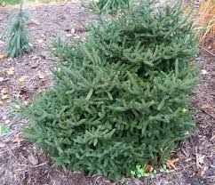 Picea orientalis 'kolaga' _ oriental spruce _. Blue Horizon Nursery
