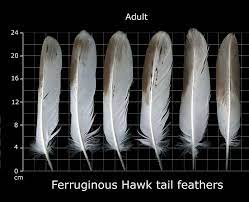 The Feather Atlas Feather Identification And Scans Feather Identification Feather Largest Bird Of Prey