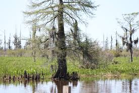 Cherry, escarpment black common name: Cypress Tree Legislation Would Ban Harvesting On Public Property