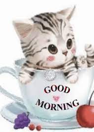 Good Morning Cat Gif Goodmorning Cat Kitten Discover Share Gifs Morning Cat Good Morning Cat Cute Good Morning