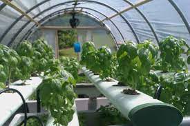 Nft S Nutrient Film Technique Filled With Basil Plants Hydroponics Hydroponic Growing Aeroponics