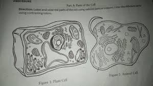 An image of a plant cell needs to be colored, make sure that you match the color with the appropriate organelle; Plant Cell And Animal Cell Differences Please Dead Line Po Bukas Brainly Ph