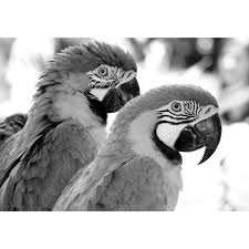 Papier peint panoramique noir et blanc. Papier Peint Photo Intisse 201497 Perroquet 300x223 Cm 6 Les Mural Poster Geant Xxl Noir Blanc Oiseau Animaux Nature Jungle Foret Cdiscount Bricolage