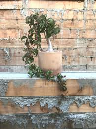 Image result for Cyphostemma