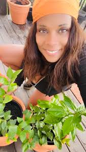 What are some examples of fruit cocktail trees?