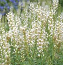 Image result for Hebenstretia dentata