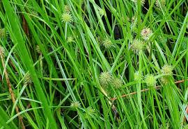 Image result for Geigeria brevifolia