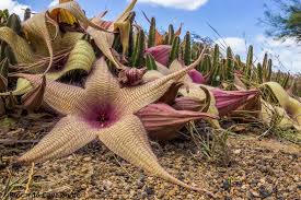 Image result for Stapelia gigantea