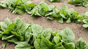 Fresh spinach is cooked in olive oil with garlic salt and parmesan cheese in this recipe. Spinach Recipe Canada S Local Gardener Magazine