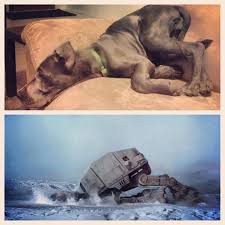 Pin By Ashley Marie On Star Wars Star Wars Humor Star Wars Facts Star Wars Watch