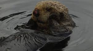 We take our job to teach your kids to for days after the lessons ended, she would teach her duckies to swim during bath time. Otter Fresh Positivity