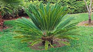 We did not find results for: Palm Sago Grown By You